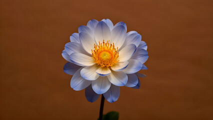 Elegant blue and white lotus flower with yellow center on a brown background