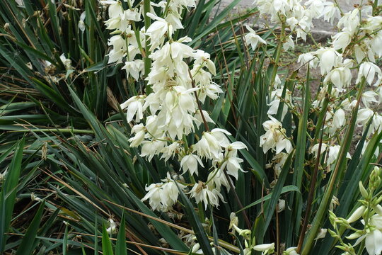 Ivory white flowers of Yucca filamentosa in July
