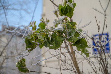Frozen green leaves on tree branches in winter.