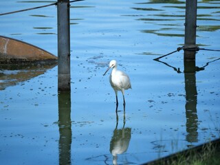 水辺で餌を探す鷺