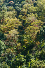 Fototapeta premium Sunlit forest canopy with mossy branches