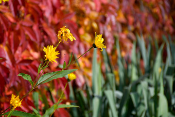Fleurs et feuilles d'automne