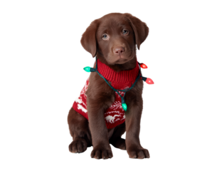 Adorable puppy in festive sweater with christmas lights - perfect for holiday greeting cards on transparent background