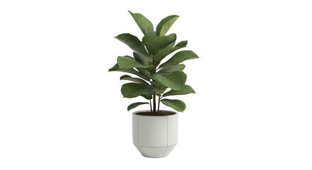 A vibrant fiddle-leaf fig plant in a modern white pot, isolated on black