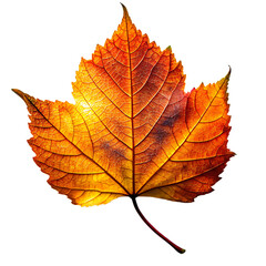 Fototapeta premium Autumn linden leaf isolated on transparent background showing vibrant fall colors