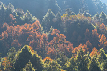 Autumn forest bathed in golden light