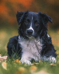 Beautiful black and white Border Collie dog sitting outdoors on the grass with a blurry background of colorful autumn leaves in a park setting.