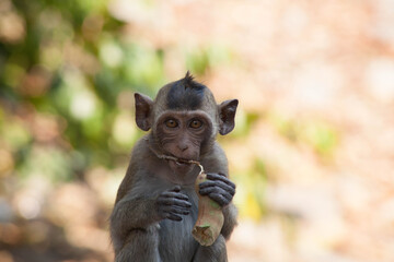 可愛いサル