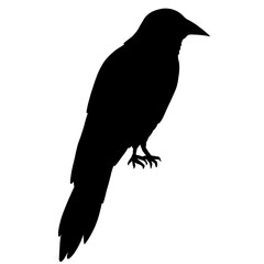 Black Crow Bird Silhouette Isolated Illustration