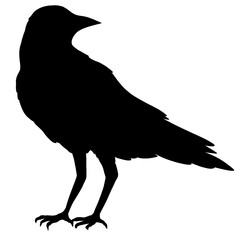 Dark Raven or Crow Bird Shadow Flat Illustration