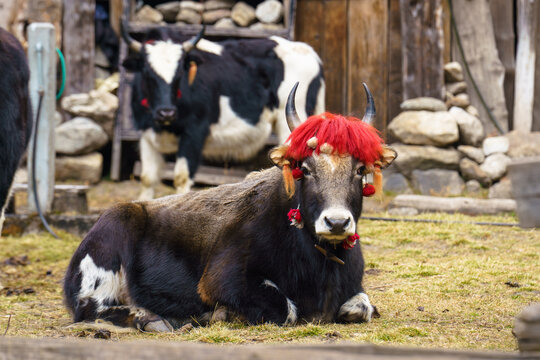 Yak with bright red hair and decorations