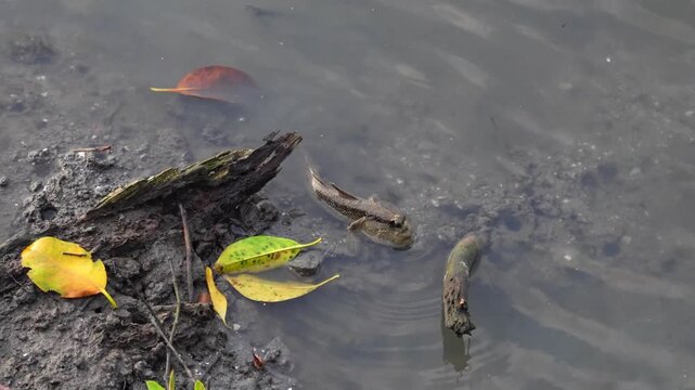 Fish amphibians living in mangrove forests are called Mudskipper.