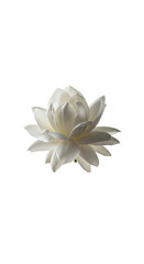 A luminous white flower, its petals perfectly arranged, on a stark black backdrop