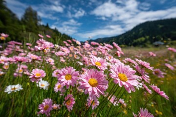 Obraz premium Vibrant Pink Daisies Blooming in a Lush Green Field Under a Clear Blue Sky