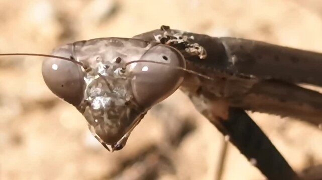 




Macro Close-up of Praying Mantis Face and Compound Eyes in the Desert / Dry Environment
사막/건조 환경의 사마귀 얼굴 초근접 매크로 클로즈업 (겹눈 포커스)

