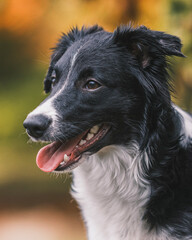 Close-up portrait of a happy Border Collie dog with its tongue out, panting in a park setting with warm, autumn colors blurred in the background.