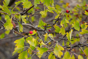 Red fruit of Crataegus monogyna, known as hawthorn or single-seeded hawthorn ( may, mayblossom, maythorn, quickthorn, whitethorn, motherdie, haw )