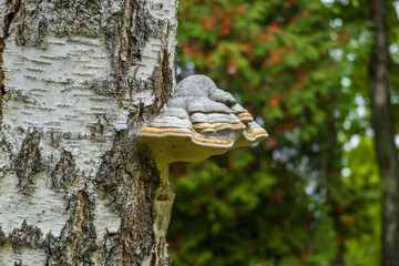 Close-up of a tree fungus growing on birch bark with a natural green and red blurred background.