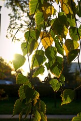 Green and yellow birch leaves with soft evening/morning sunlight.
