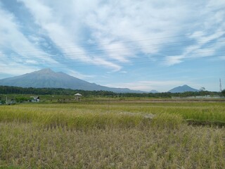 Obraz premium Beautiful rural landscape with rice fields after harvest, traditional huts, and majestic mountains under a blue sky with soft clouds in Central Java, Indonesia. 