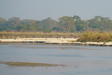 Tigers walk along a sandy riverbank in Chitwan National Park in Nepal