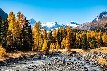 Autumnal view of the Roseg Valley, Switzerland, with trees and autumn colors.