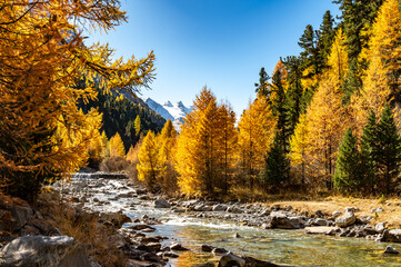 Autumnal view of the Roseg Valley, Switzerland, with trees and autumn colors.