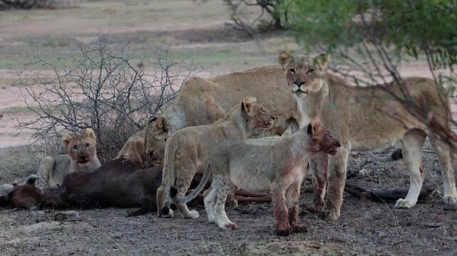 a Crow and Two Lionesses and five cubs feeding on a blue wildebeest calf carcass