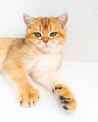 Obraz premium A fluffy orange cat A British Golden Chinchilla with striking green eyes is lying peacefully on a white background lies under the rays of the sun
