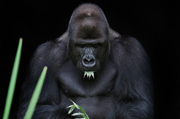  gorilla with a twig willow  on a black background