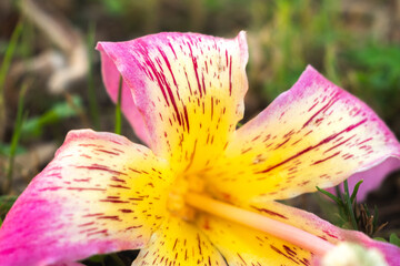Close-up of pink silk floss tree flowers, Ceiba speciosa, showcasing vibrant pink and yellow petals against green leaves.