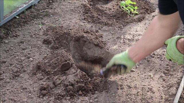 A farmer wearing gloves digs a hole in a garden bed for planting with a small garden shovel in a greenhouse. Planting in spring - horizontal color video, male hands