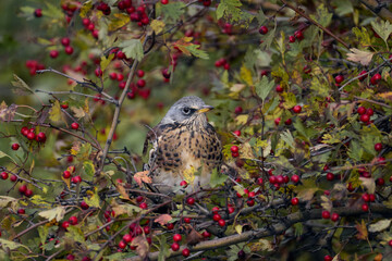 owl on a branch