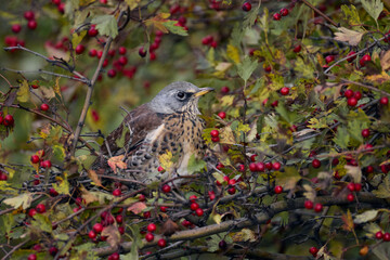red winged blackbird