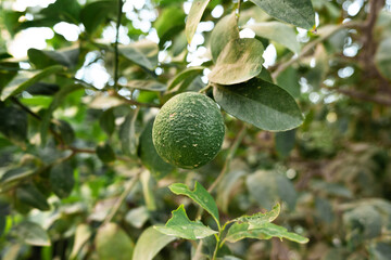A close-up of a single green orange hanging from a green orange tree branch. The leaves are lush and healthy, showcasing the vibrant colors of the fruit and foliage.