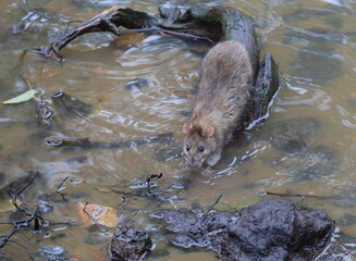 A wild rat is sitting on a coastal snag and drinking water from the river