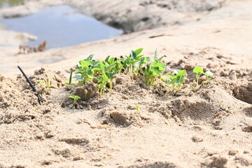 Macrotyloma uniflorum plants. Its common names horse gram, kulthi bean, gahat, hurali and Madras gram. Its  legume native to tropical southern Asia. Sprouted grains or Sprouted pulses.