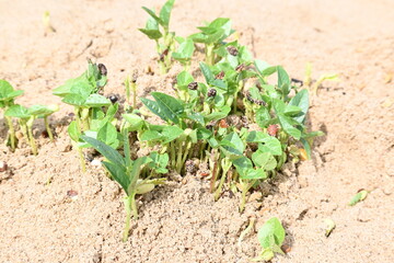 Macrotyloma uniflorum plants. Its common names horse gram, kulthi bean, gahat, hurali and Madras gram. Its  legume native to tropical southern Asia. Sprouted grains or Sprouted pulses.