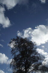 Betula Pendula und weiß blauer Himmel