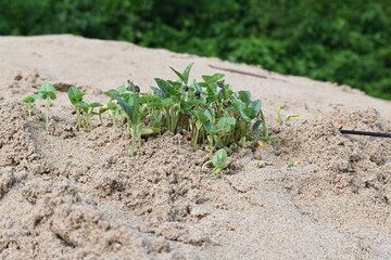Macrotyloma uniflorum plants. Its common names horse gram, kulthi bean, gahat, hurali and Madras gram. Its  legume native to tropical southern Asia. Sprouted grains or Sprouted pulses.