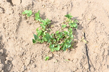 Macrotyloma uniflorum plants. Its common names horse gram, kulthi bean, gahat, hurali and Madras gram. Its  legume native to tropical southern Asia. Sprouted grains or Sprouted pulses.