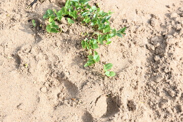Macrotyloma uniflorum plants. Its common names horse gram, kulthi bean, gahat, hurali and Madras gram. Its  legume native to tropical southern Asia. Sprouted grains or Sprouted pulses.