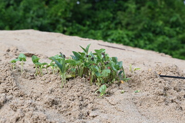 Macrotyloma uniflorum plants. Its common names horse gram, kulthi bean, gahat, hurali and Madras gram. Its  legume native to tropical southern Asia. Sprouted grains or Sprouted pulses.