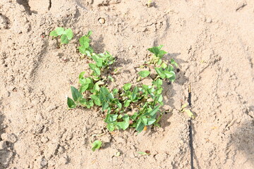 Macrotyloma uniflorum plants. Its common names horse gram, kulthi bean, gahat, hurali and Madras gram. Its  legume native to tropical southern Asia. Sprouted grains or Sprouted pulses.
