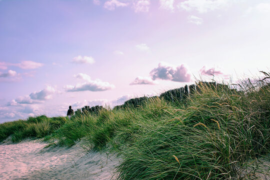 Green dune grass on the sandy beach of the Baltic Sea and wooden palisades in a violet mood light.