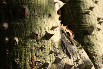Close-up of a ceiba speciosa tree trunk with a textured surface. The trunk is light-colored and covered in spines, surrounded by green grass.