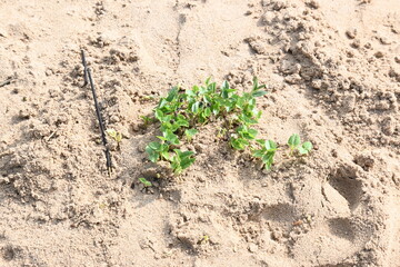 Macrotyloma uniflorum plants. Its common names horse gram, kulthi bean, gahat, hurali...