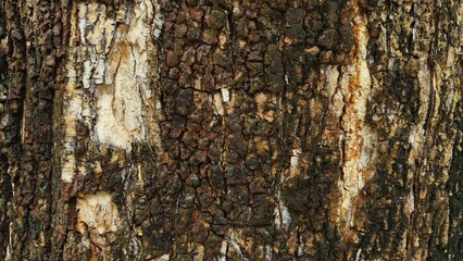 Close-up of tree bark texture, suitable for background natural form, Wood background