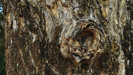Close-up of tree bark texture, suitable for background natural form, Wood background