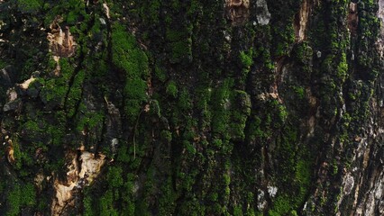 Close-up of tree bark texture, suitable for background natural form, Wood background